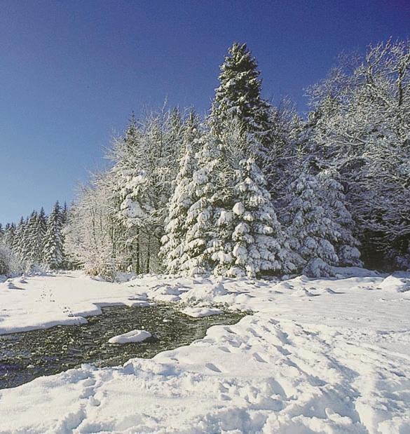 Vakantiepark Wilhelm Tell Superieur Chalet Opglabbeek Zewnętrze zdjęcie