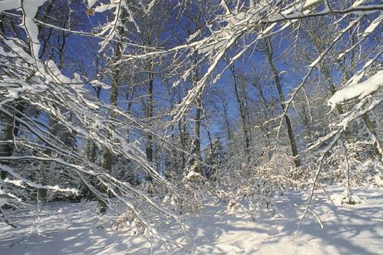 Vakantiepark Wilhelm Tell Superieur Chalet Opglabbeek Zewnętrze zdjęcie